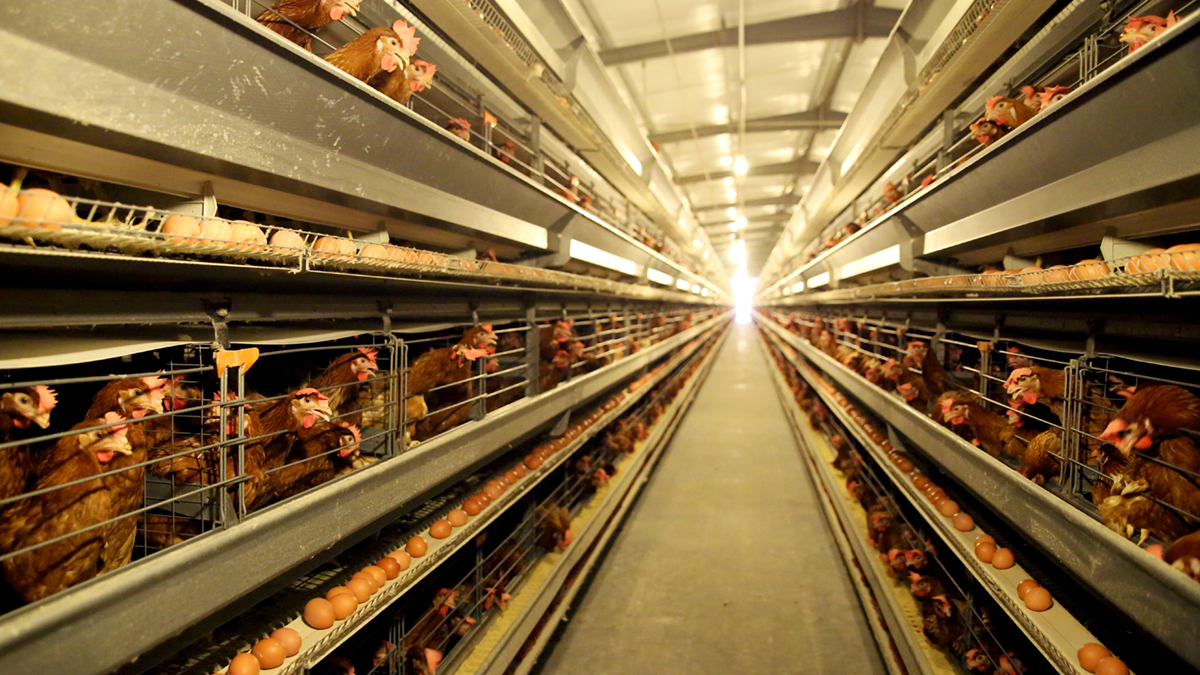 天成集团智慧养殖为鸡蛋产业注入新动力